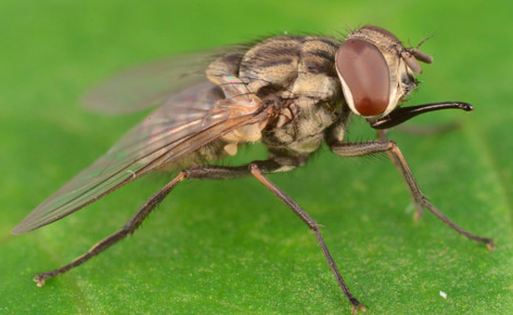 Stable fly (Stomoxys calcitrans), courtesy of University of Florida