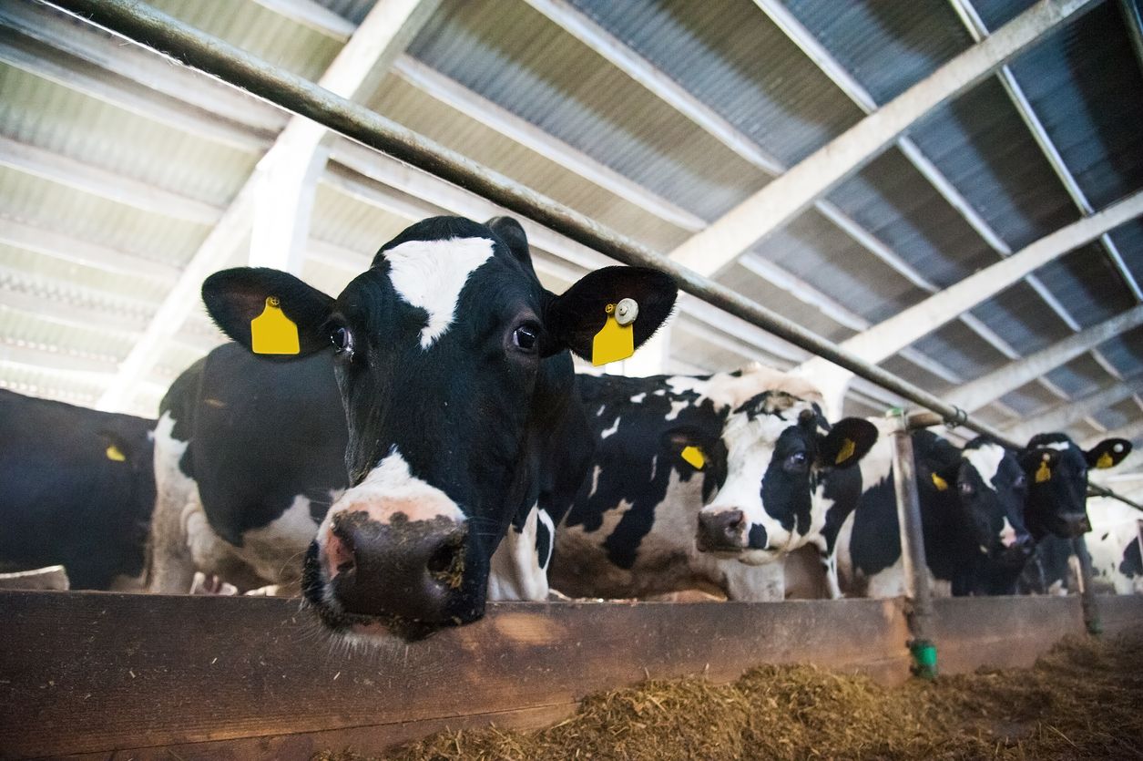 dairy cow in a large dairy farm